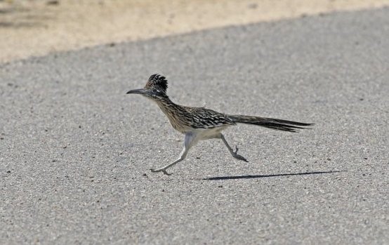 Roadrunner Bird